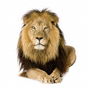 Les Galopins - Le lion (la vie du lion racont&eacute;e en musique)